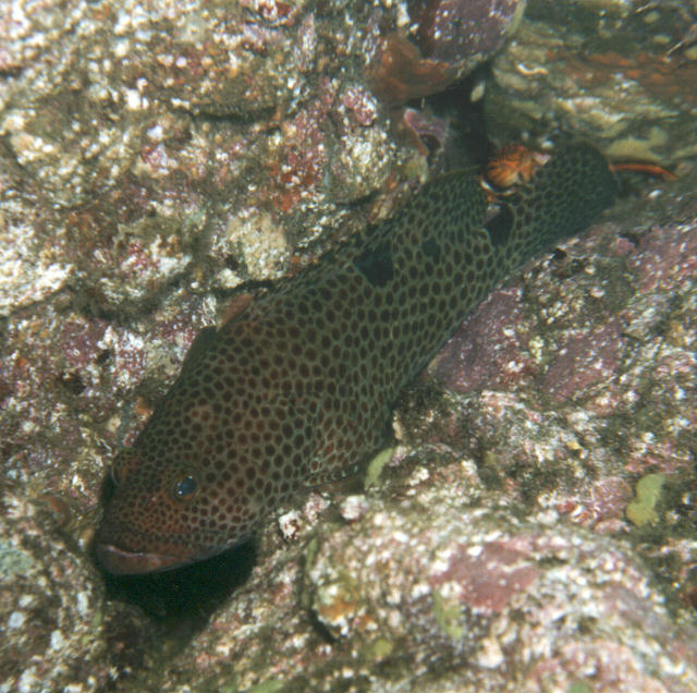 Epinephelus trimaculatus